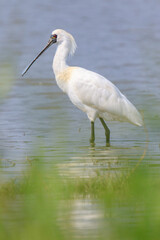 Close-Up of Black-Faced Spoonbill Standing in Water