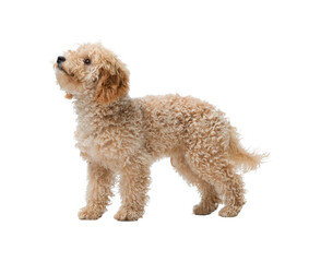 Portrait of a Poodle looking up