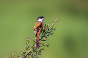 Long-tailed Shrike is in its habitat with clear backgrounds. The Long-tailed Shrike features a sleek body with striking black and white plumage and a distinctive long tail.
