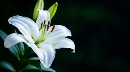 Obraz premium 白い百合の花