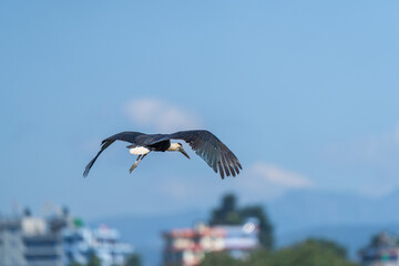 Asian Woolly-necked Stork flight over the city. The Asian Woolly-necked Stork is a striking bird with a distinctive woolly neck and black plumage.
