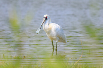 Black Faced Spoonbill in Breeding Plumage Standing in Water