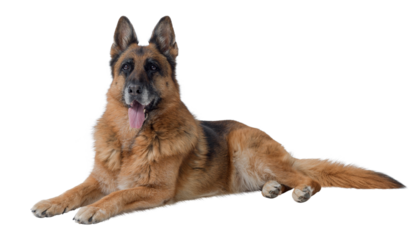 Senior female German Sheperd lying down