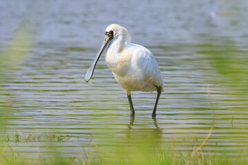 Black Faced Spoonbill in Breeding Plumage Standing in Water