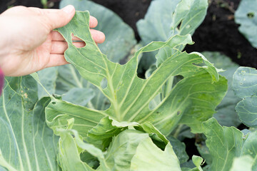 garden pests on cabbage, midges, caterpillars, vegetables gnawed by insects, the hands of a farmer or gardener hold a leaf