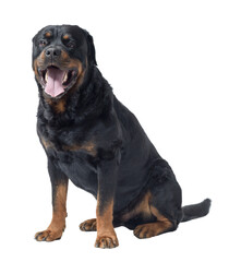 Fototapeta premium Beautiful Rottweiler sitting and looking at camera