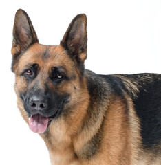 Portrait of a beautiful German Sheperd