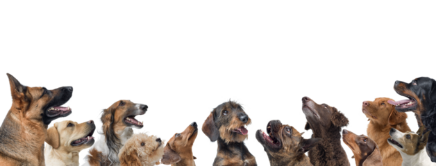 Group of happy dogs looking up