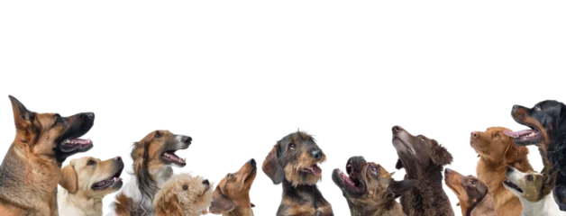 Fototapete Hund Group of happy dogs looking up  © stokkete