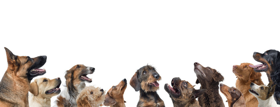 Group of happy dogs looking up