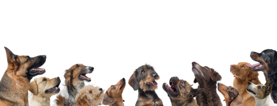 Group of happy dogs looking up - Powered by Adobe