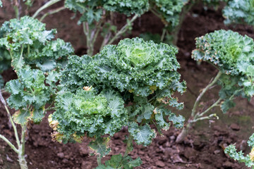 succulent plant in garden