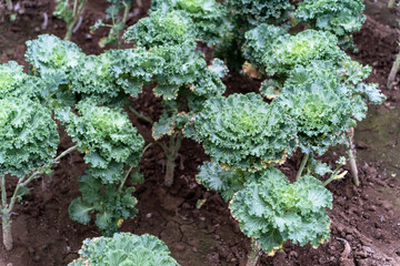 succulent plant in garden