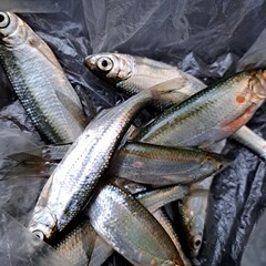 fresh fish on ice asian food photo image 