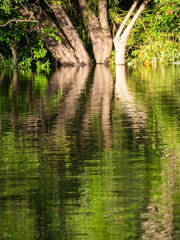 Rainforest on the Amazon west of Amanã in Brazil, reflected in the Amazon.