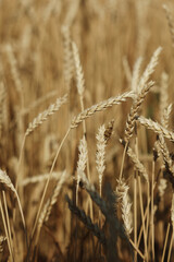 golden wheat field in summer