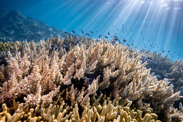 Naklejka premium Coral reef Biodiversity - Healthy coral Reef full of a variety of tropical fish and coral Species