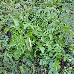lettuce in the garden fresh green leaves of plants wild meadow field flowers photo image background wallpaper natural texture 