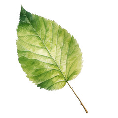 Fototapeta premium Watercolor Birch Leaf Isolated on a Transparent Background