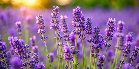 Fototapeta premium Beautiful close-up of a lavender plant in full bloom