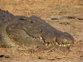 Crocodile 