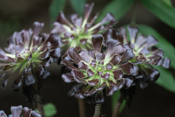 aeonium in garden