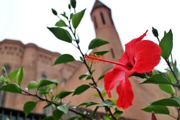 Cathedral Sainte-Cécile in Albi, France