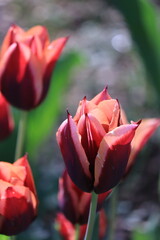 Burgundy tulip