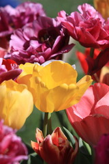 red and yellow tulips