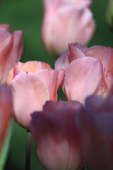 Pink tulips