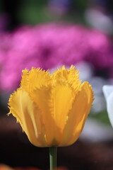 close up of yellow tulip