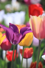 Purple tulip