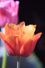 Close up of peach tulip