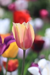 pink, red and yellow tulips