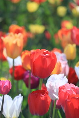 red tulips in the garden