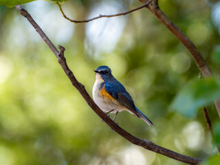森の中の木陰で枝に留まって周りを見渡しているルリビタキの雄