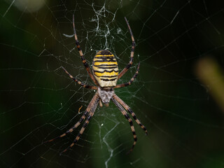 Wesp Spider (Argiope bruennichi)