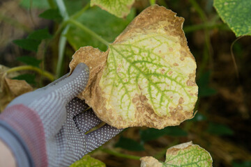 Dry and yellow cucumber leaves, the concept of problems in the garden