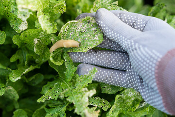 pests of the garden, slugs on arugula, snails eat the crop