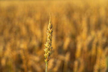 ripe grain of rye