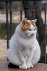 Chubby cat sitting on the table, Seoul Forest in South Korea