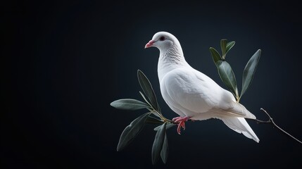 Obraz premium A white dove resting on a branch with an olive leaf in its beak, symbolizing peace and reconciliation