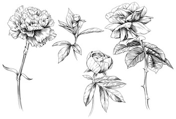 Wildflowers collection. Set of hand drawn flowers isolated on white background.