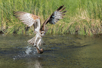 Osprey swooped into the pond and caught a rainbow trout with its powerful talons