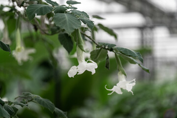 white angel's trumpet flower blooming on tree