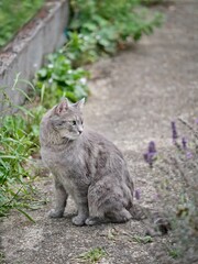 Cute cat sunbathing in the garden and looking away. Vertical image. 