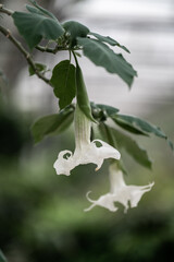 white angel's trumpet flower blooming on tree