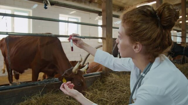 Medium shot of red-haired female veterinary physician writing identification number on vial with cattle blood sample, shaking, cows chewing hay in background