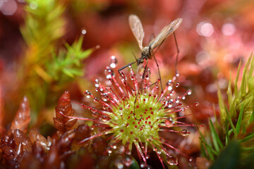 Closeup picture of the common roundleaf sundew (Drosera rotundifolia) with trapped insect, a carnivorous plant photographed in a moor in southern Germany