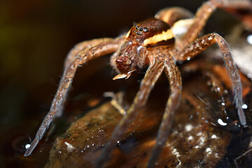 Closeup picture of the eyes of the semi-aquatic European raft spider Dolomedes fimbriatus (Araneae: Pisauridae), photographed with prey on the water surface in a moor in southern Germany